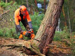 Avenel, NJ Tree Services Company