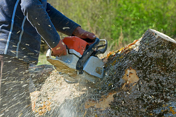 How Our Tree Care Process Works  in  Avenel, NJ